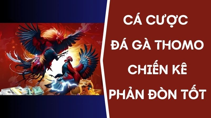 Những chiến kê tham gia đá gà thomo